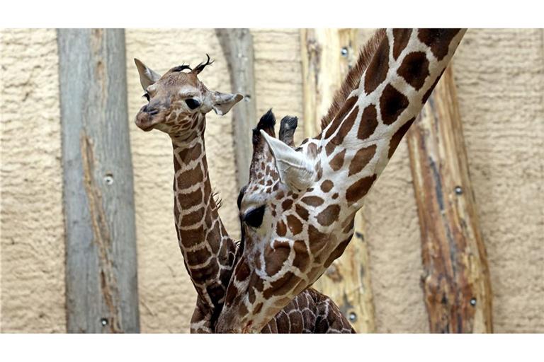 Die Giraffenkuh Wahia bringt ihren Nachwuchs nach 15 Monaten Trächtigkeit zur Welt.