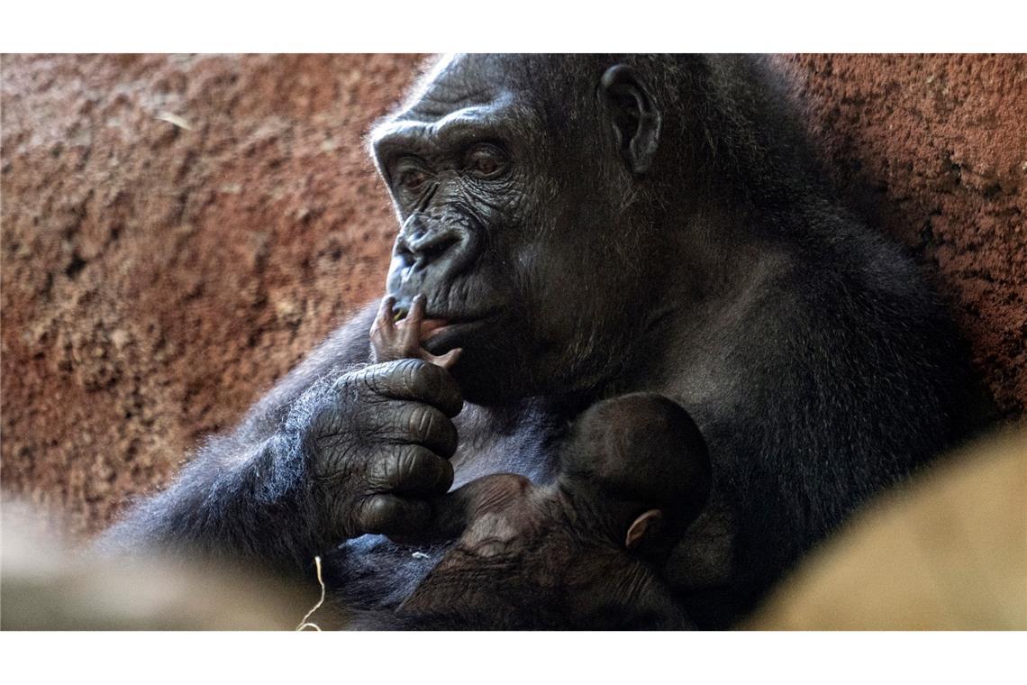 Die Gorilla-Dame Kijivu kümmert sich um ihr Kind.