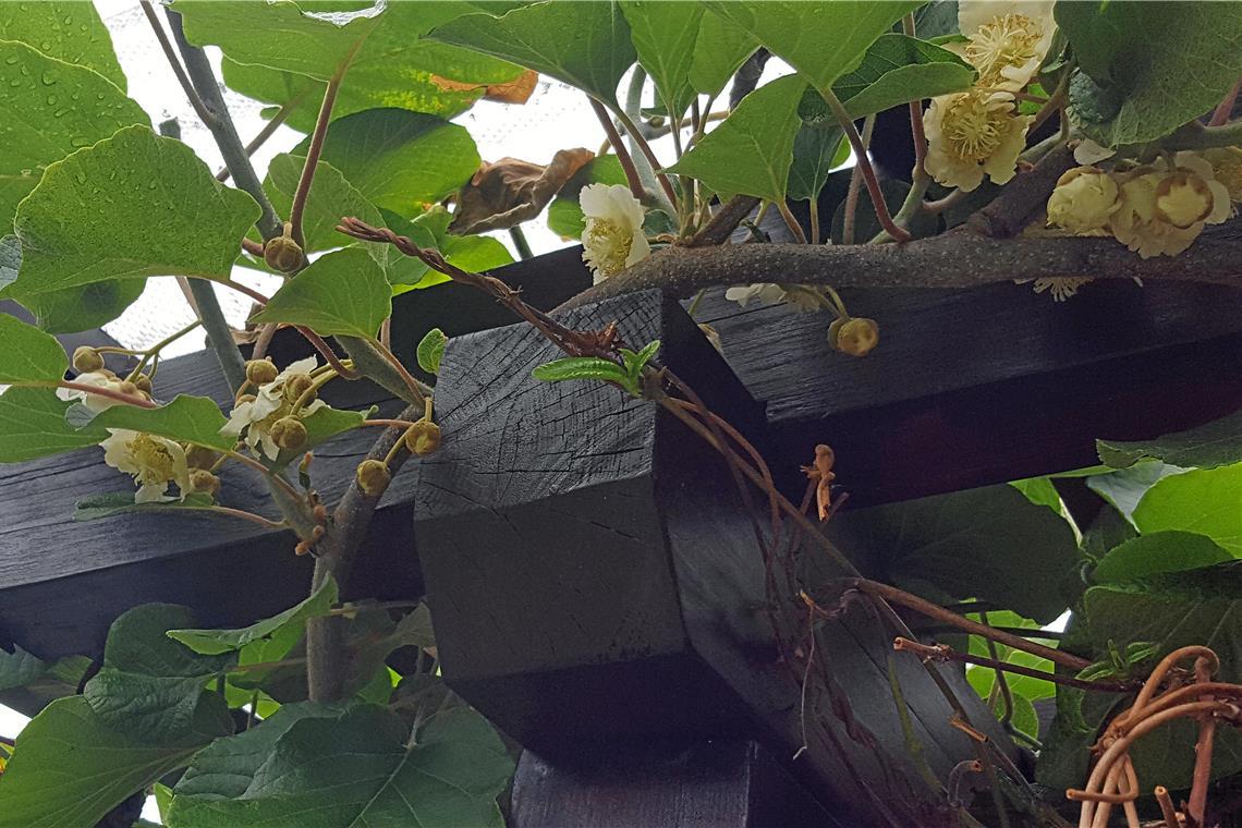 Die hellgelben Blüten konnten im Frühling frostfrei und ohne Verluste reifen. Foto: privat