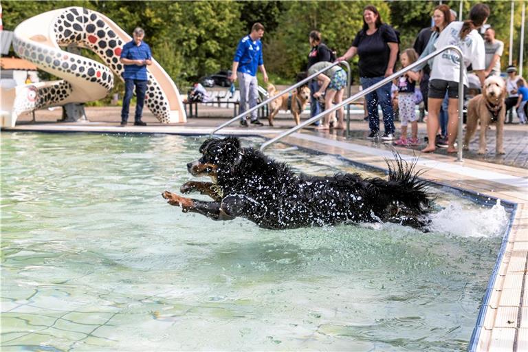 Die Hundehaltung in Backnang wird künftig teurer. Symbolbild: Dietmar van der Linden