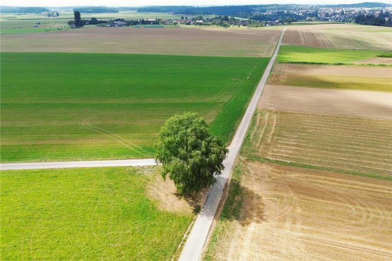 Die Jungen suchten unter dem Baum wohl Schutz vor dem Gewitter. Foto: Kevin Lermer/7aktuell.de | 