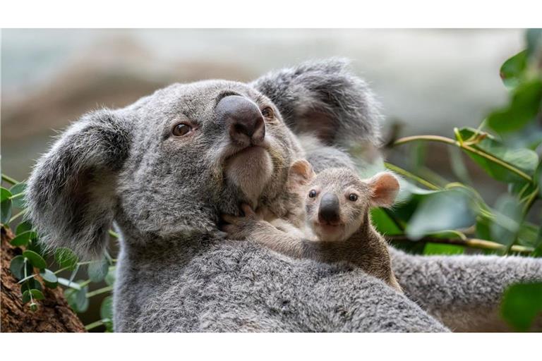 Die kleinen Baby-Koalas schauen ab und an schon neugierig, was sich um sie herum so tut.