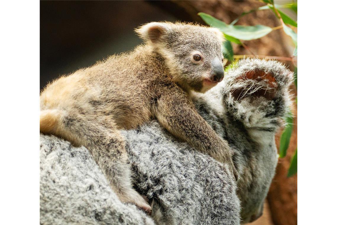 Die kleinen Koala-Babys in der Wilhelma halten sich immer öfter außerhalb des Beutels ihrer Mutter auf.