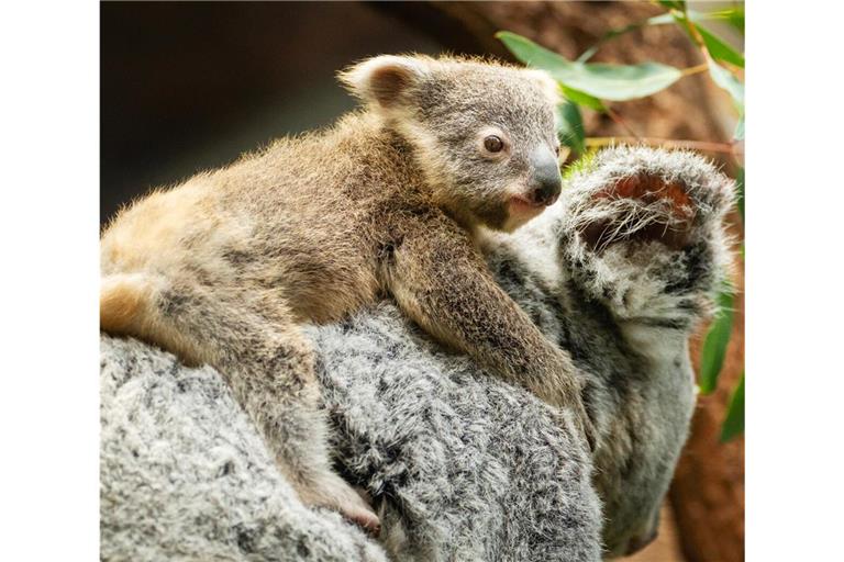 Die kleinen Koala-Babys in der Wilhelma halten sich immer öfter außerhalb des Beutels ihrer Mutter auf.