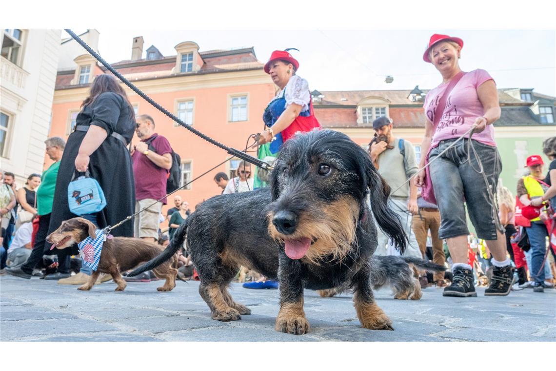 Die kleinen Racker sind los - Dackelparade in Regensburg