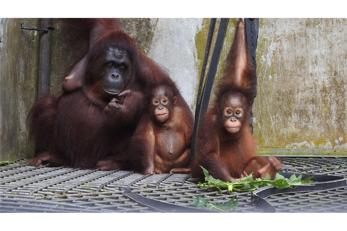 Die Kleinfamilie ist vorübergehend wieder ins Rettungszentrum Nyaru Menteng gezogen.