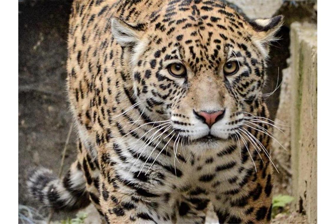 Die knapp zwei Jahre alte Jaguar-Katze aus dem Sosto-Zoo in Ungarn geht durch ihr Gehege im Sosto Zoo. Foto: -/Sosto Zoo Ungarn/dpa