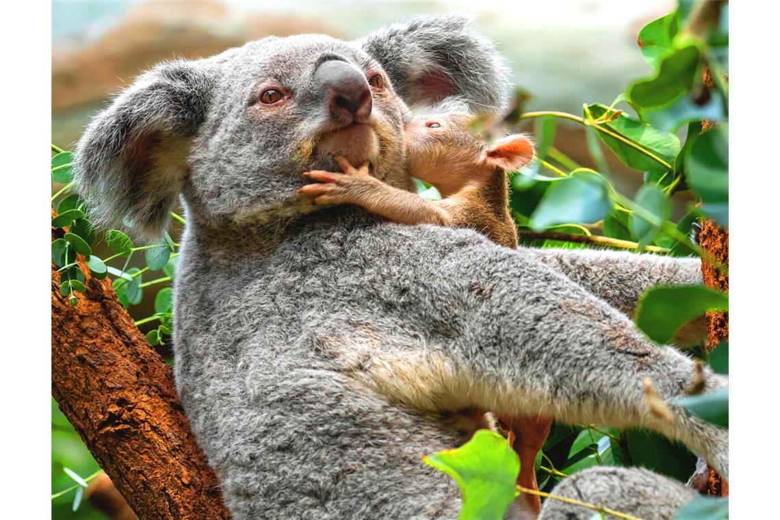 Die Koalas bleiben die Publikumslieblinge in der Wilhelma. Die Begeisterung wuchs noch, als zwei Babys geboren wurden.