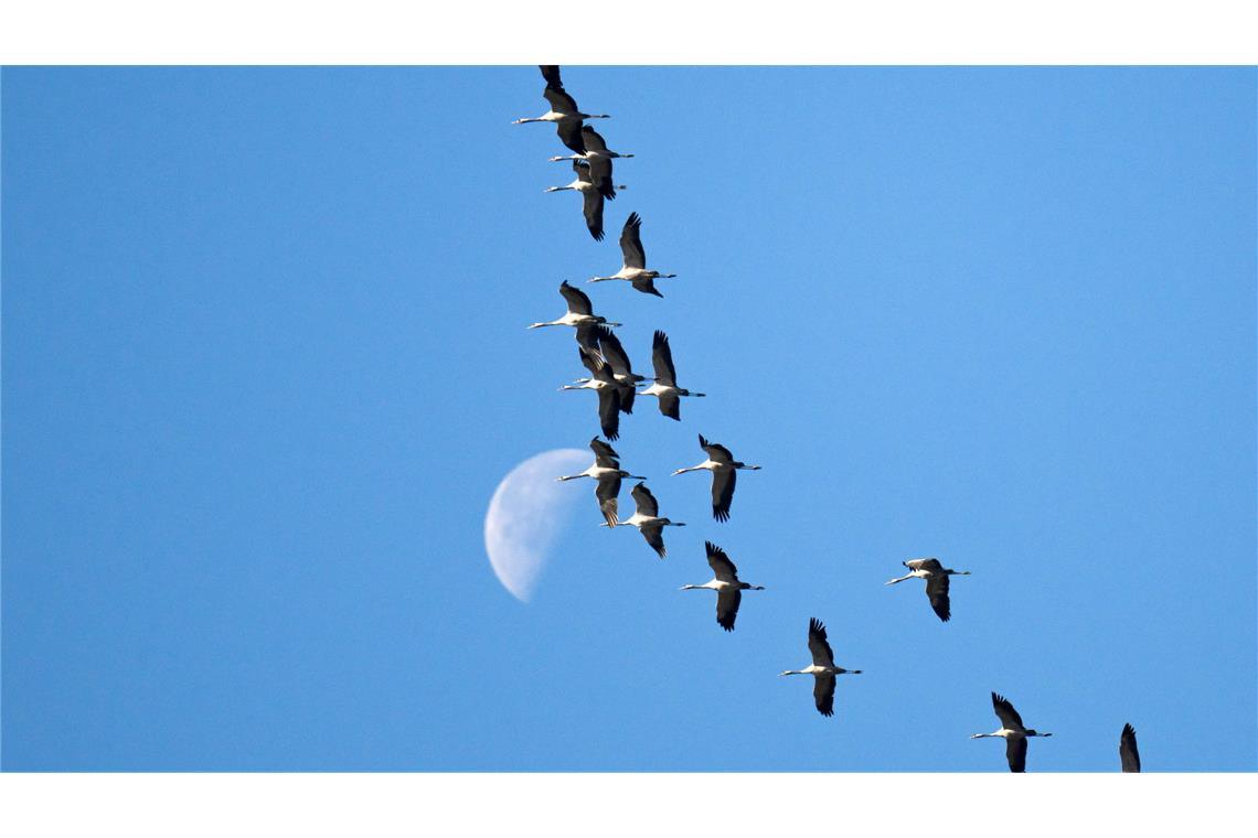 Die kühlere Jahreszeit naht - Kraniche fliegen in ihr Winterquartier im Süden.