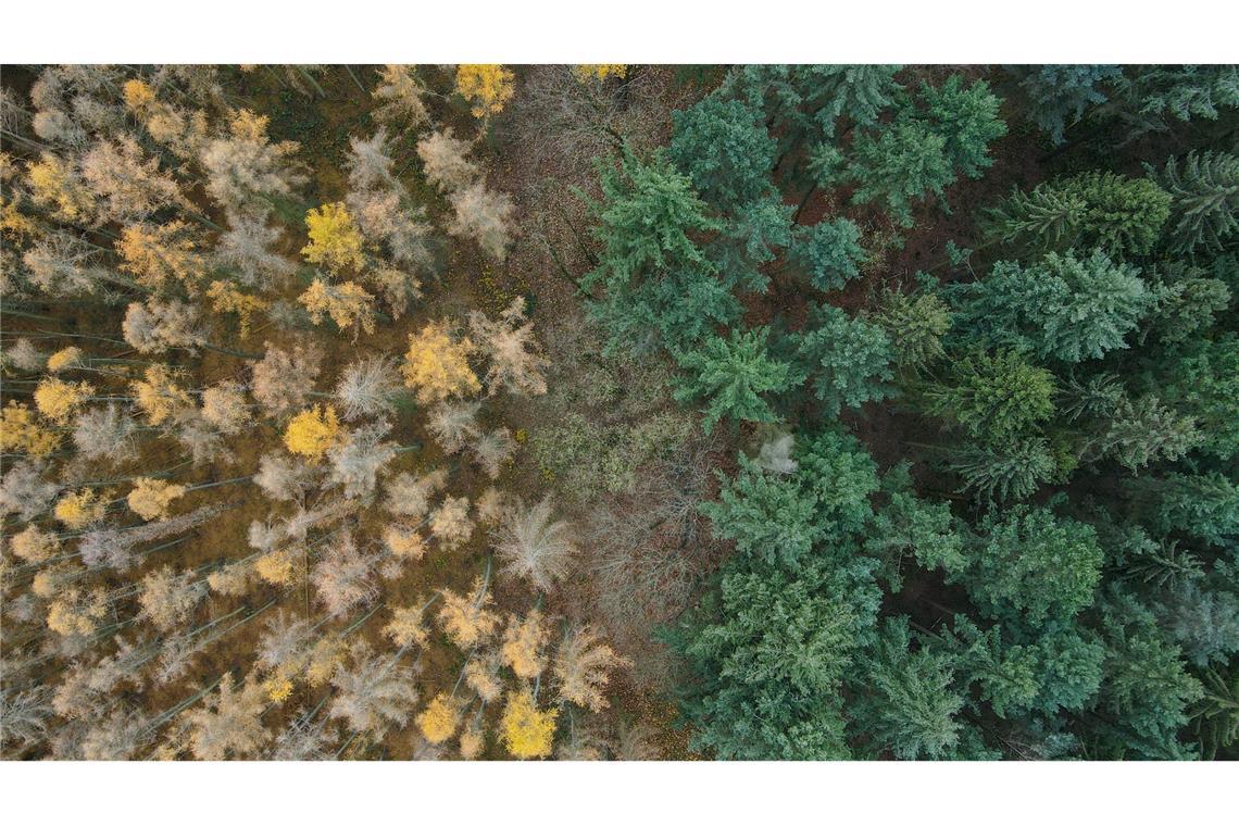 Die Lärche (links) ist ein Nadelbaum, wirft ihre Nadeln aber im Herbst ab. (Archiv)