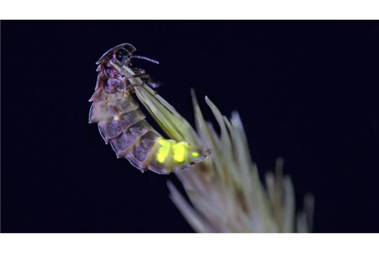 Die Lichtverschmutzung in den Nächten bedroht die Glühwürmchen-Populationen – und nicht nur sie