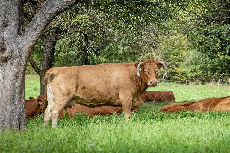 Die Limousin-Rinder von Bernd Pfeiffer verbringen den Großteil ihres Lebens auf der Weide. Nun sollen sie auch in gewohnter Umgebung geschlachtet werden, um den Stress bei der Fahrt zum Schlachtbetrieb zu vermeiden. Fotos: Alexander Becher