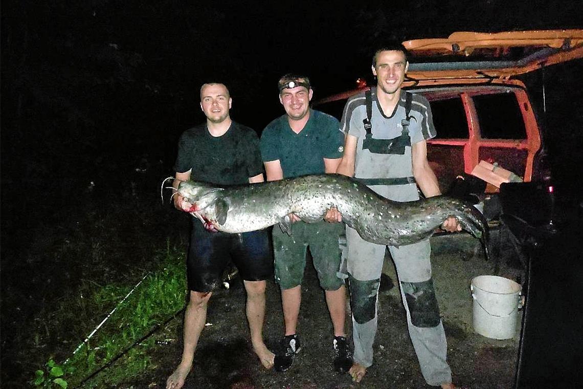 2,03 Meter langer Wels im Ebnisee gefangen