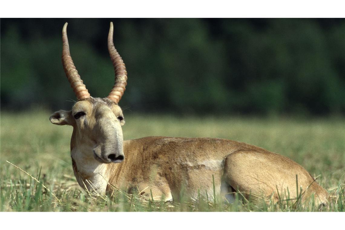 Die Maßnahmen zum Schutz der Saiga-Antilope in Zentralasien haben gut gegriffen.