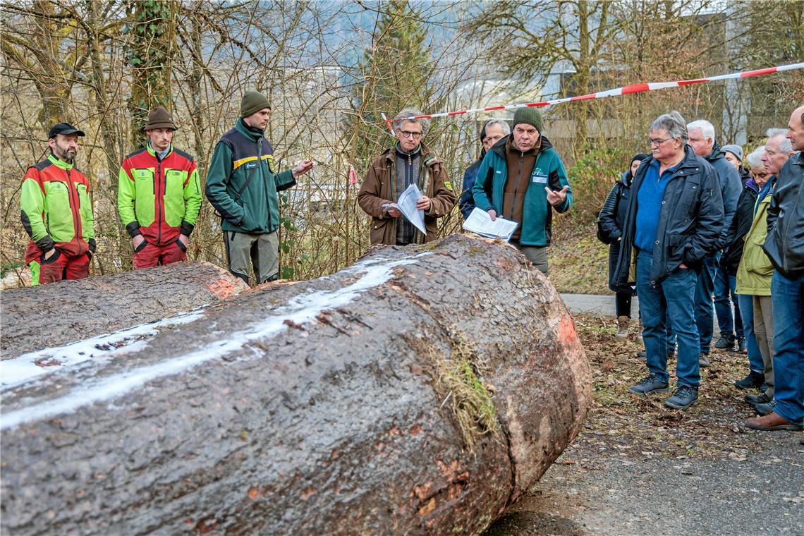 Die Murrhardter Revierförster Philipp Dölker und Dieter Seitz (Dritter und Vierter von links) sowie Frank Hofmann von der Holzvermarktungsgemeinschaft (Fünfter von links) erläutern den Verkauf – hier bei den Holzblöcken einer Steinberger Tanne, die mit 510 Euro pro Festmeter ein sehr gutes Ergebnis erzielt hat. Der Baum stand in einer Klinge und ist grob geschätzt um die 120 Jahre alt. Foto: Stefan Bossow