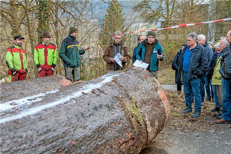 Die Murrhardter Revierförster Philipp Dölker und Dieter Seitz (Dritter und Vierter von links) sowie Frank Hofmann von der Holzvermarktungsgemeinschaft (Fünfter von links) erläutern den Verkauf – hier bei den Holzblöcken einer Steinberger Tanne, die mit 510 Euro pro Festmeter ein sehr gutes Ergebnis erzielt hat. Der Baum stand in einer Klinge und ist grob geschätzt um die 120 Jahre alt. Foto: Stefan Bossow