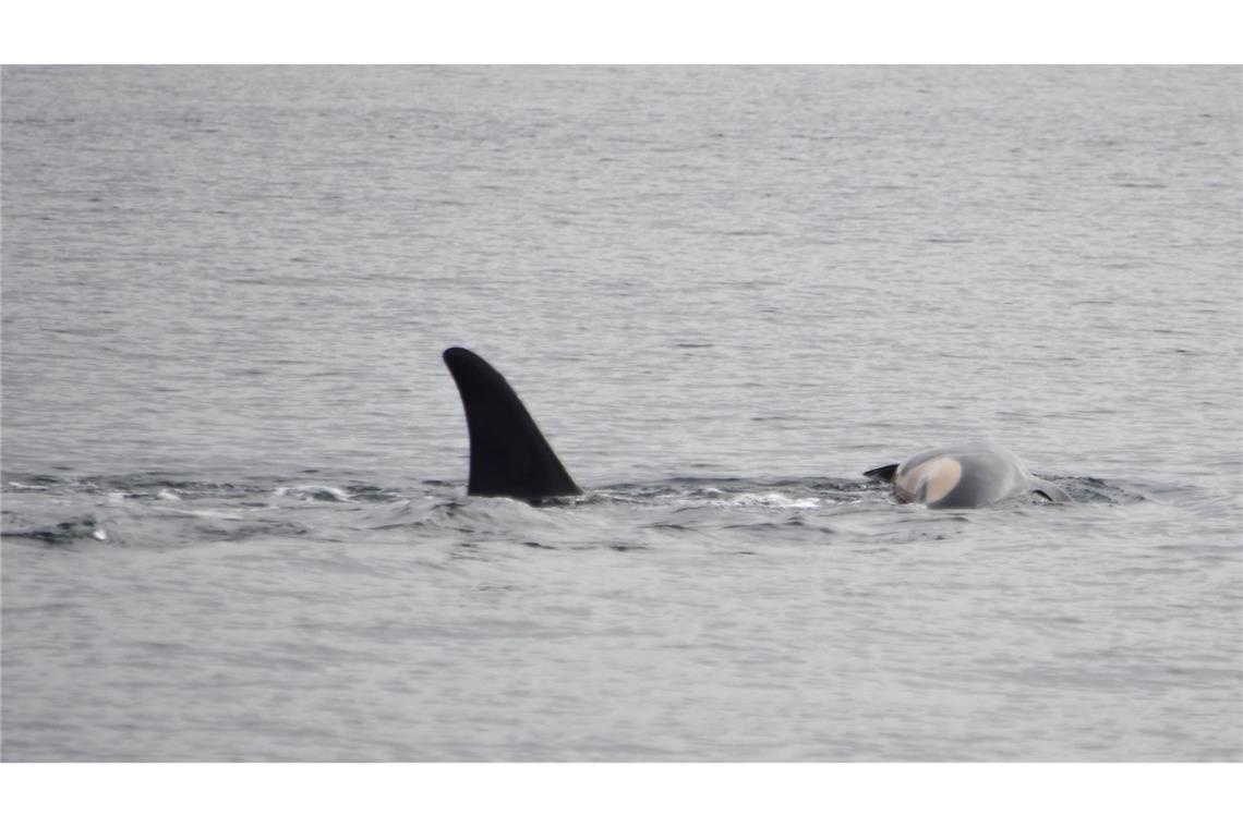 Die Orca-Mutter mit ihrem toten Kalb