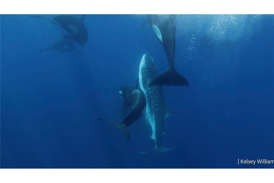 Die Orcas bringen den verletzten Walhai wieder an die Oberfläche, um dort zu fressen.