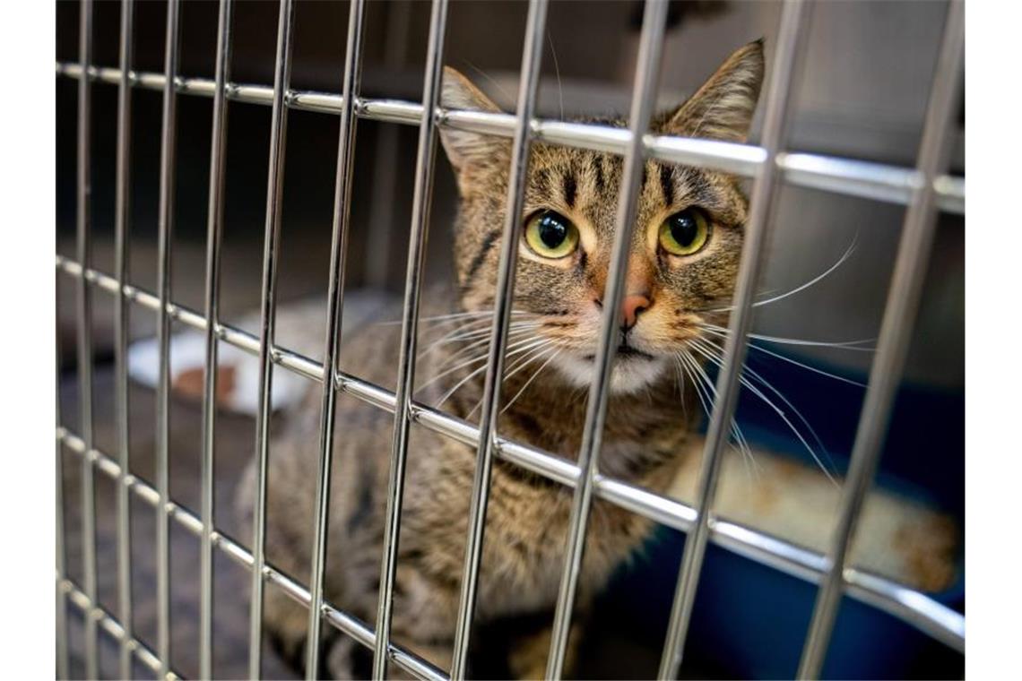 Tierschutzbund: Tierheimen drohen mehr Finanzprobleme Die Pandemie droht die Finanznot der Tierheime zu verschärfen, so der Tierschutzbund. Foto: Kay Nietfeld/dpa/Symbolbild/Archiv