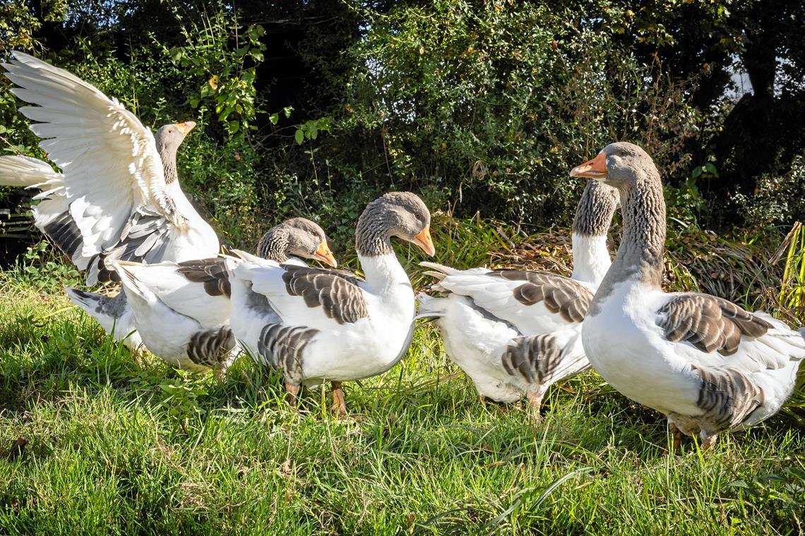 Die Pommerngänse sind imposante Tiere, die ihren heimischen Bauernhof mit Geschnatter und Flügelschlagen bewachen. Auch ihre „Frau Gans“ behüten die vier Ganter sehr sorgsam, sagt Besitzerin Jutta Pretzel. Foto: Alexander Becher