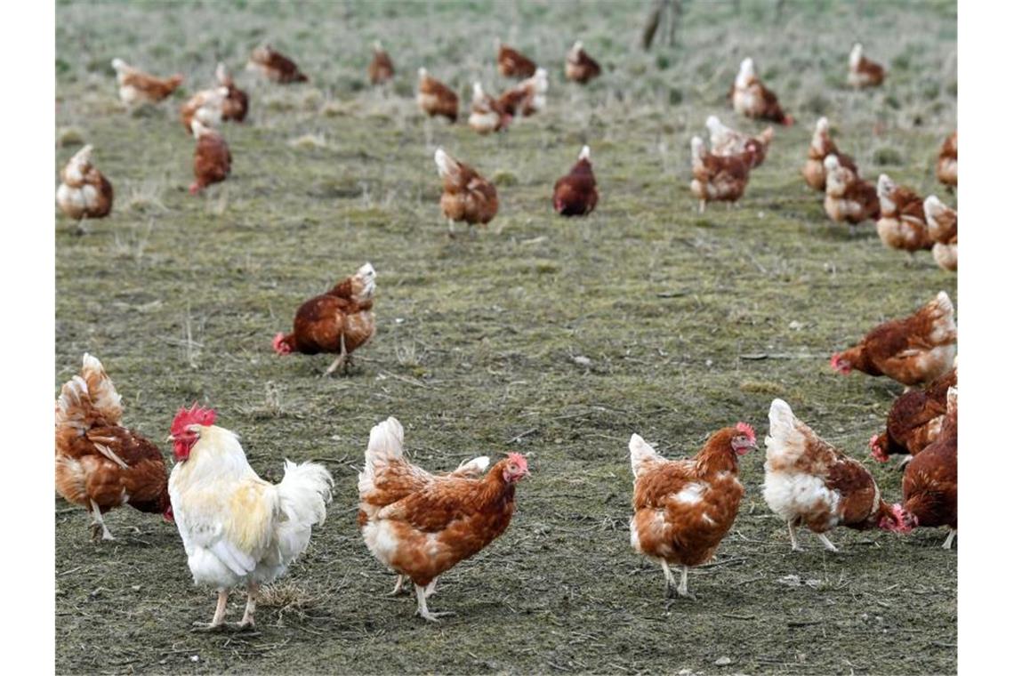 EU-Kommission will Bio-Landwirtschaft und -Konsum ankurbeln Die Produktion von Eiern aus Freilandhaltung und ökologischer Erzeugung in Deutschland wächst weiter kräftig. Foto: Patrick Pleul/dpa-Zentralbild/dpa