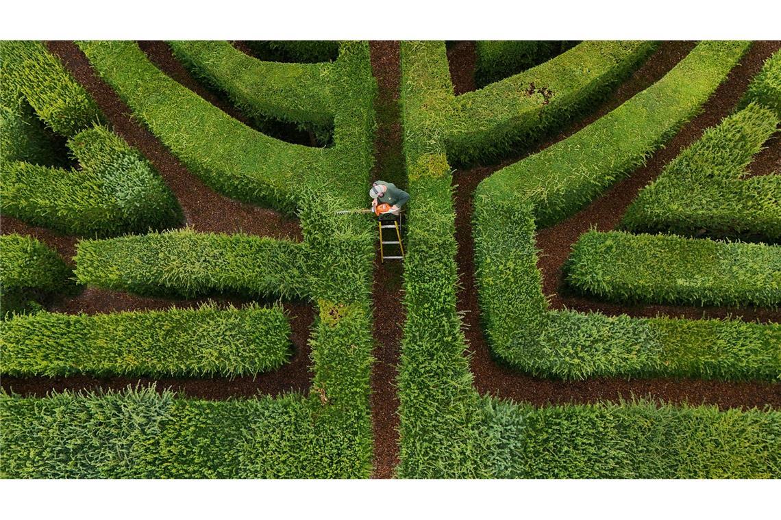 Die richtige Schnitttechnik ist gefragt, um die Hecken des Labyrinths von Schloss Hever in England instand zu halten.