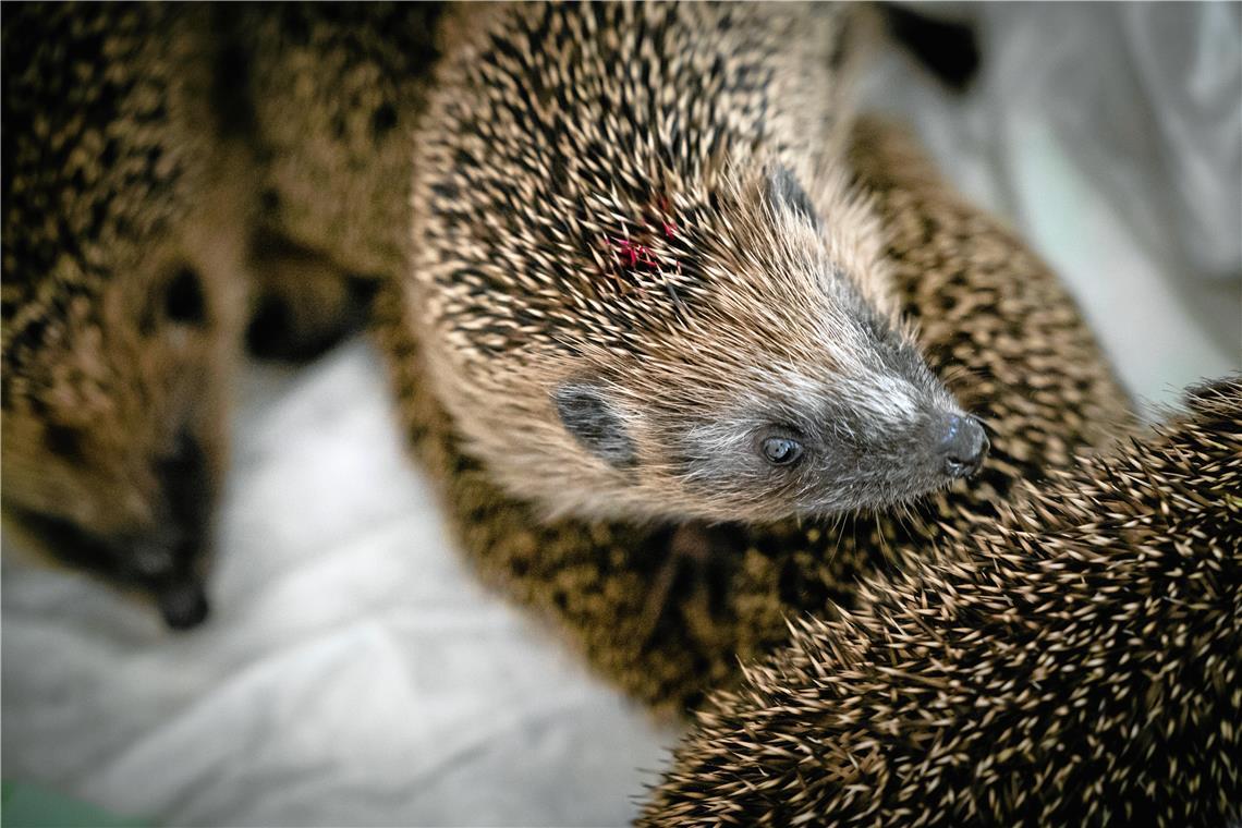 Die runden Knopfaugen sind ein Zeichen für einen gesunden Igel.