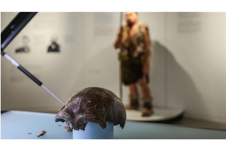 Die Schädeldecke des Neandertales (vorne) liegt im LVR-LandesMuseum Bonn in einer Vitrine vor einer Nachbildung des Neandertalers.