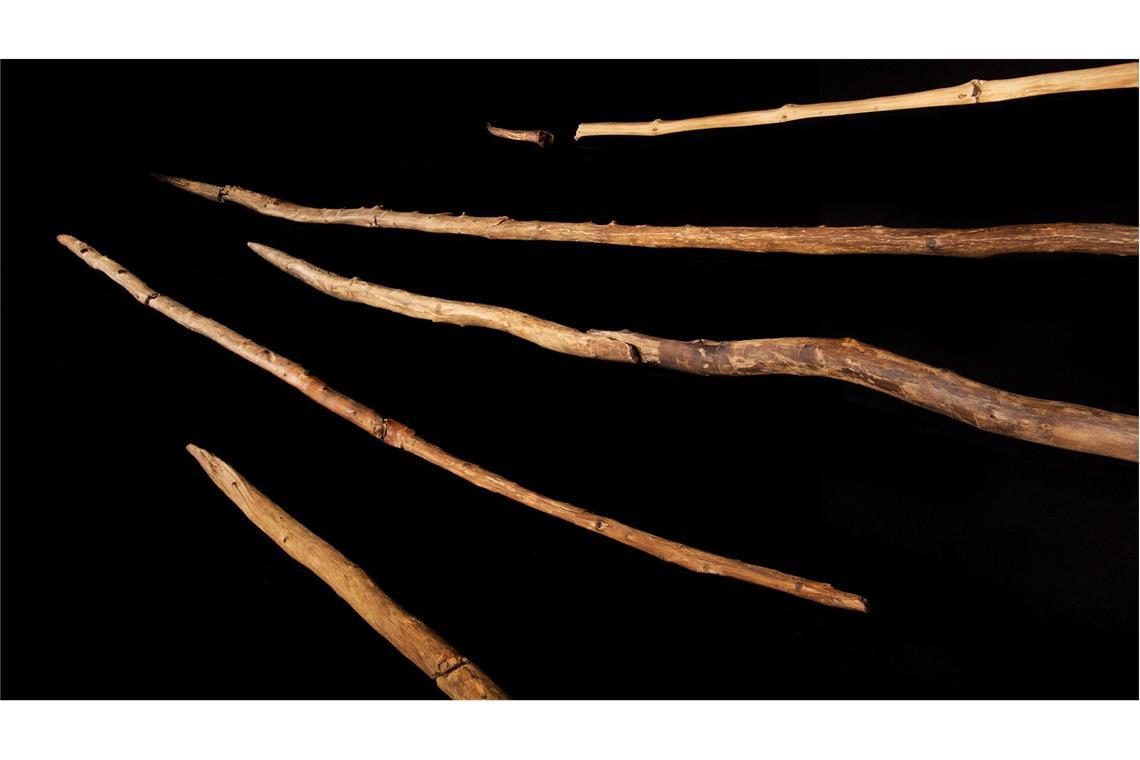Die Schöninger Speere – die ältesten vollständig erhaltenen Holzwaffen der Menschheit – werden im Forschungs- und Erlebniszentrum Paläon ausgestellt.