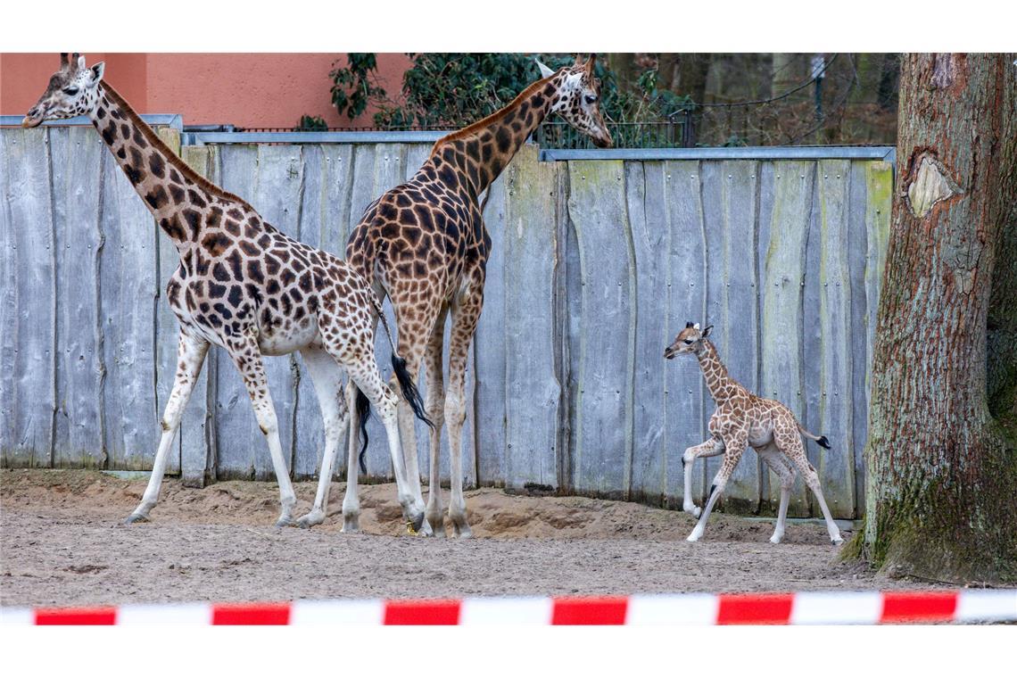 Die Schweriner Giraffen-Famile: Mutter Kahlua (v.l.), Vater Madiba und Jungbulle Mojo.