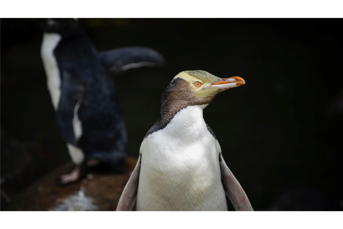 Die seltenen Vögel werden 60 bis 80 Zentimeter groß.