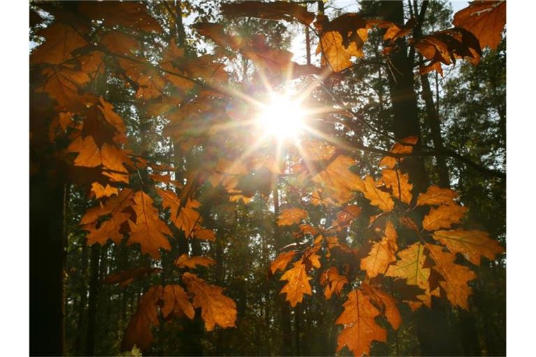 Die Sonne scheint durch das gefärbte Laub der Bäume. Foto: Wolfgang Kumm/dpa/Archivbild