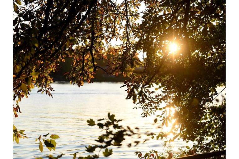 Die Sonne scheint durch herbstlich gefärbte Blätter hindurch. Foto: Kira Hofmann/dpa-Zentralbild/ZB/Symbolbild