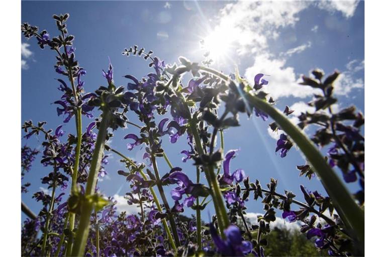 Die Sonne scheint durch Wiesenblumen, welche am Ufer des Bärensees wachsen. Foto: Tom Weller/dpa