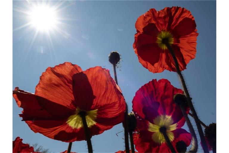 Die Sonne scheint über Mohnblüten. Foto: Patrick Seeger/dpa