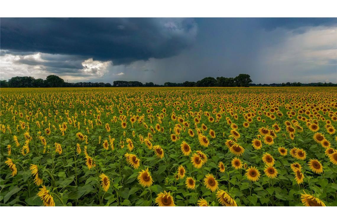 Die Sonne schien im Juli insgesamt 237 Stunden (Archivbild).