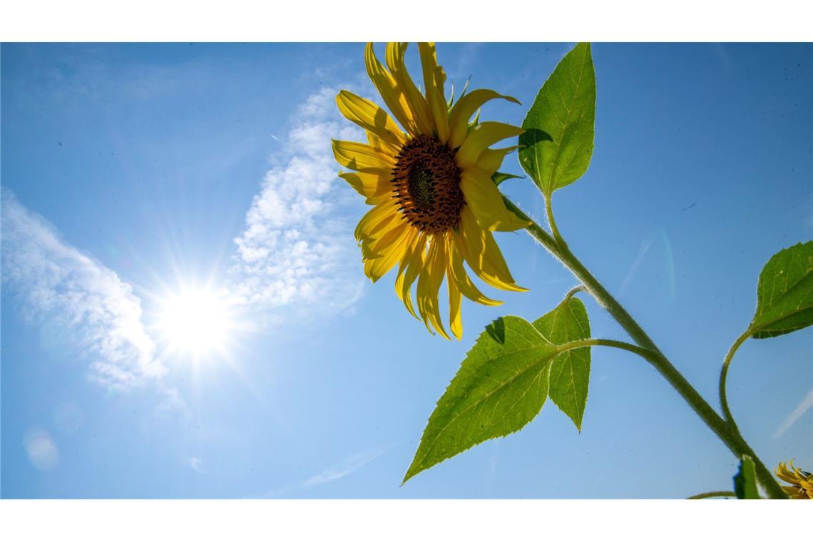 Die Sonne soll sich in den kommenden Tagen öfter zeigen. (Archivbild)