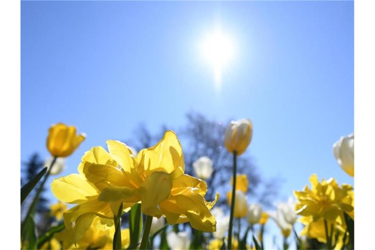 Die Sonne strahltz über Tulpen. Foto: Patrick Seeger/dpa/Archivbild