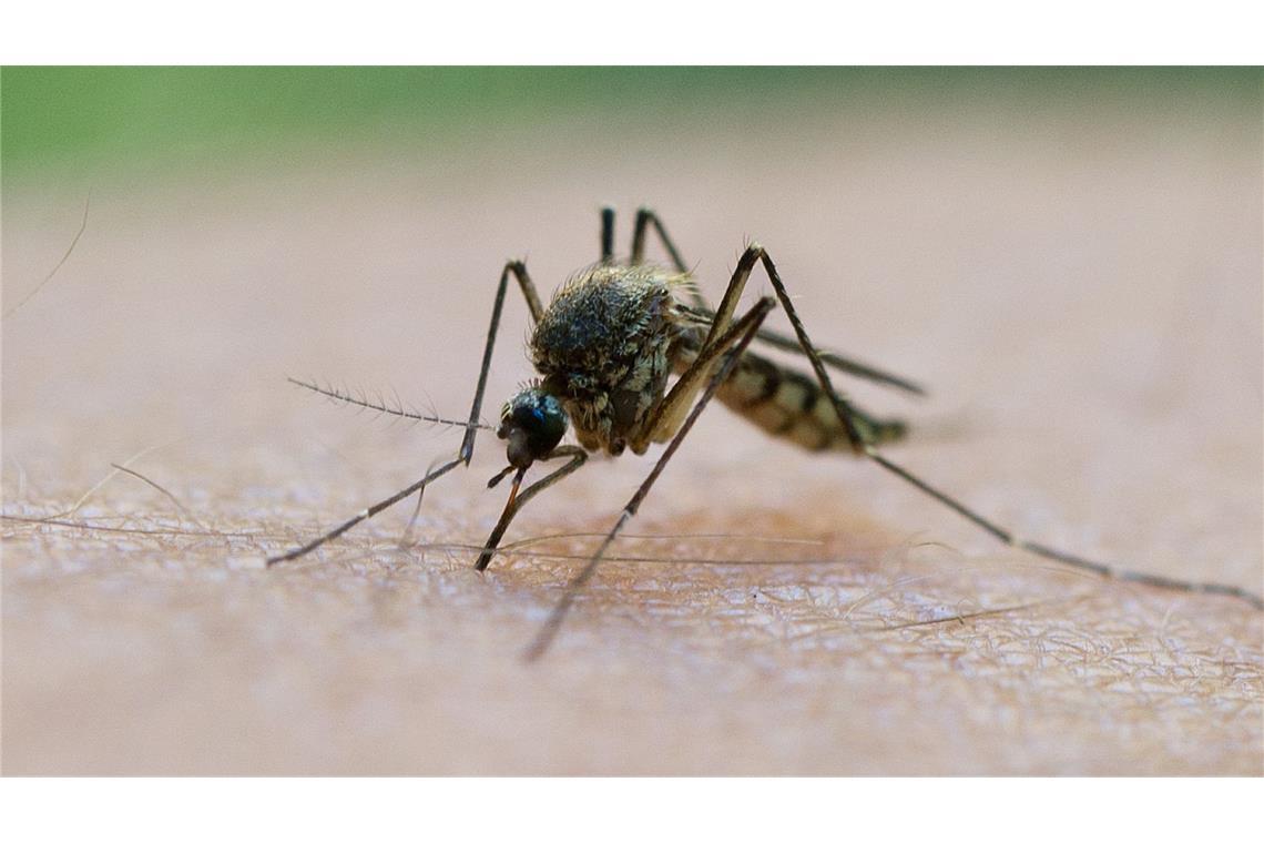 Die Stechmücken werden in großer Zahl erwartet.