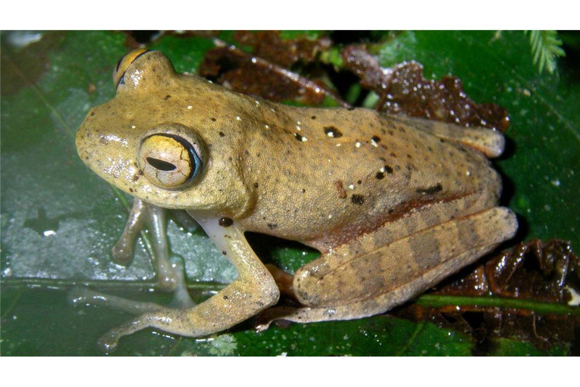 Die Suche nach den neuen Froscharten führte die Forschungsgruppe in abgelegene Wälder.