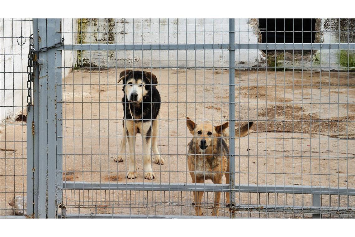 Die Tiere sollen nicht artgerecht gehalten worden sein. (Symbolbild)