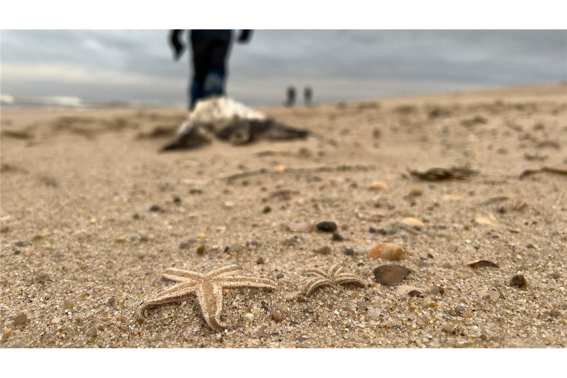 Die Tiere wurden ans Ufer gespült und verenden dort.