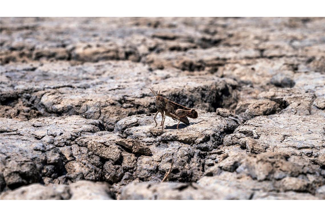 Die Trockenheit bedroht Natur und Mensch.