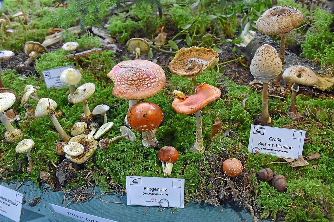 Die verschiedenen Pilzsorten, die im Schwäbischen Wald wachsen, können begutachtet werden. Außerdem beraten die Pilzexperten. Archivfoto: Tobias Sellmaier