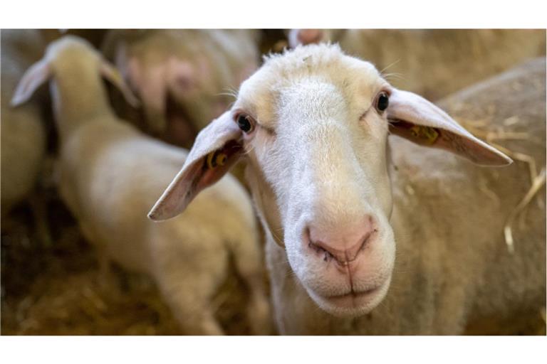 Die Virus-Erkrankung kann bei den erkrankten Tieren – vor allem Schafen – bis zum Tod führen.