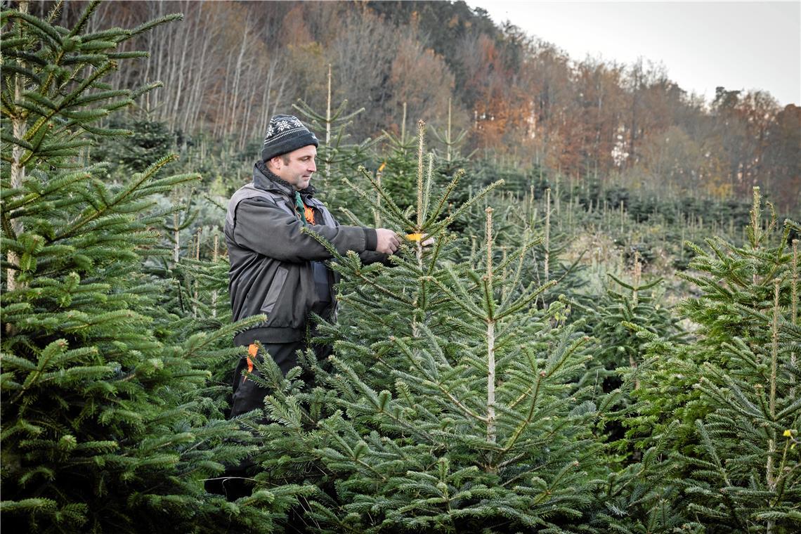 Die Weihnachtsbäume von Matthias Ernst wachsen auf seiner Weihnachtsbaumplantage in Unterbrüden. Fotos: Alexander Becher