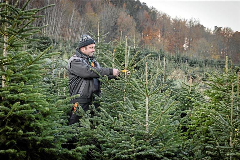 Die Weihnachtsbäume von Matthias Ernst wachsen auf seiner Weihnachtsbaumplantage in Unterbrüden. Fotos: Alexander Becher