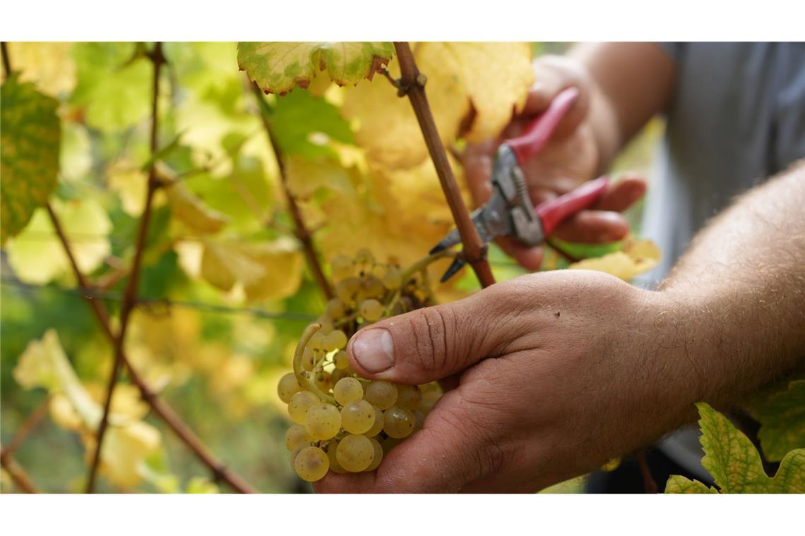 Die Weinbranche reagiert mit sinken Preisen auf die schwächere Nachfrage. (Archivbild)