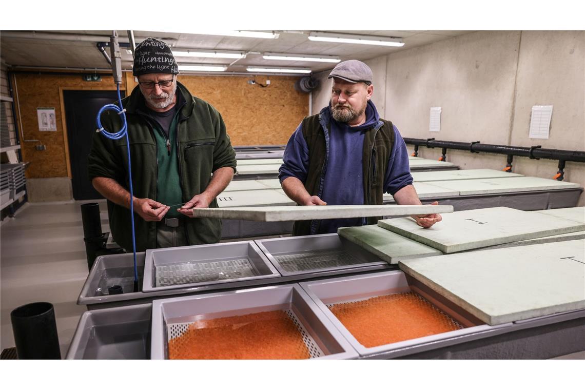 Die Wildlachs-Eier werden über den Winter im Wildlachszentrum ausgebrütet.