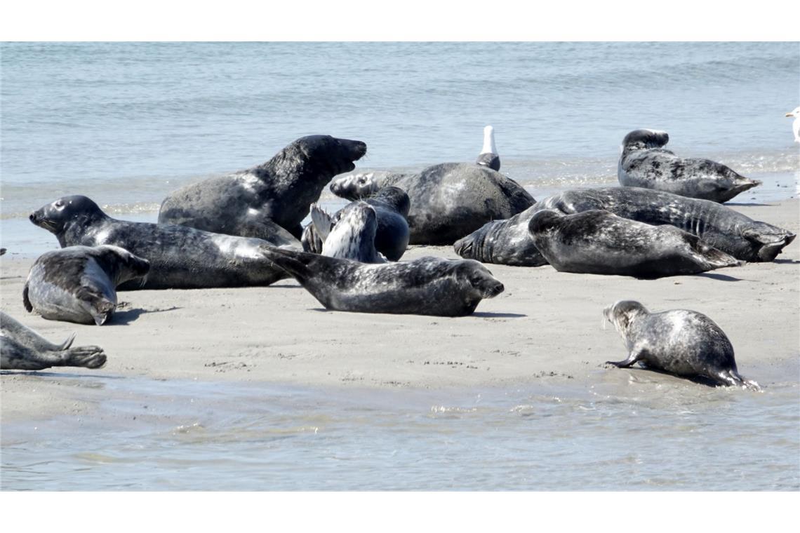 Die Zahl der Kegelrobben im Wattenmeer und auf Helgoland nimmt weiter zu - wenn auch langsamer als zuvor.